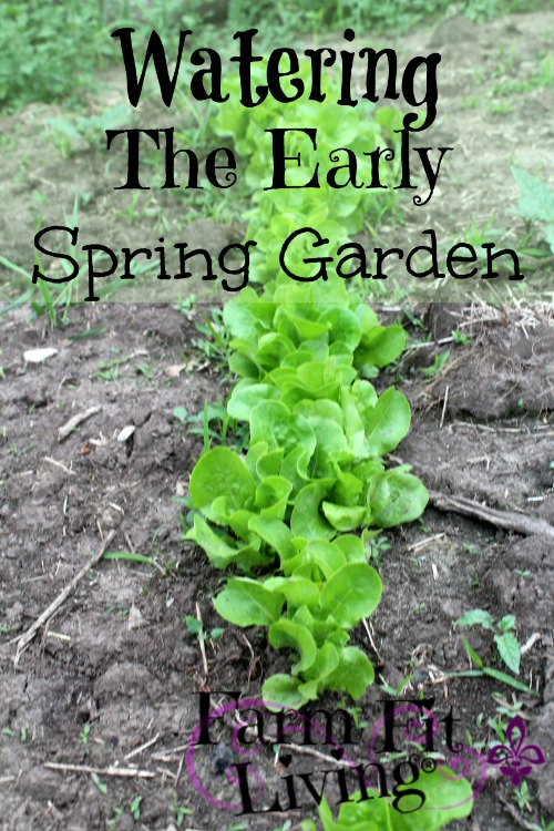 watering the early spring garden