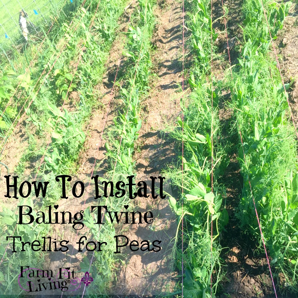 How To Install a Baling Twine Trellis for Peas | Farm Fit ...