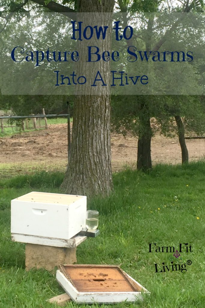 capture bee swarms