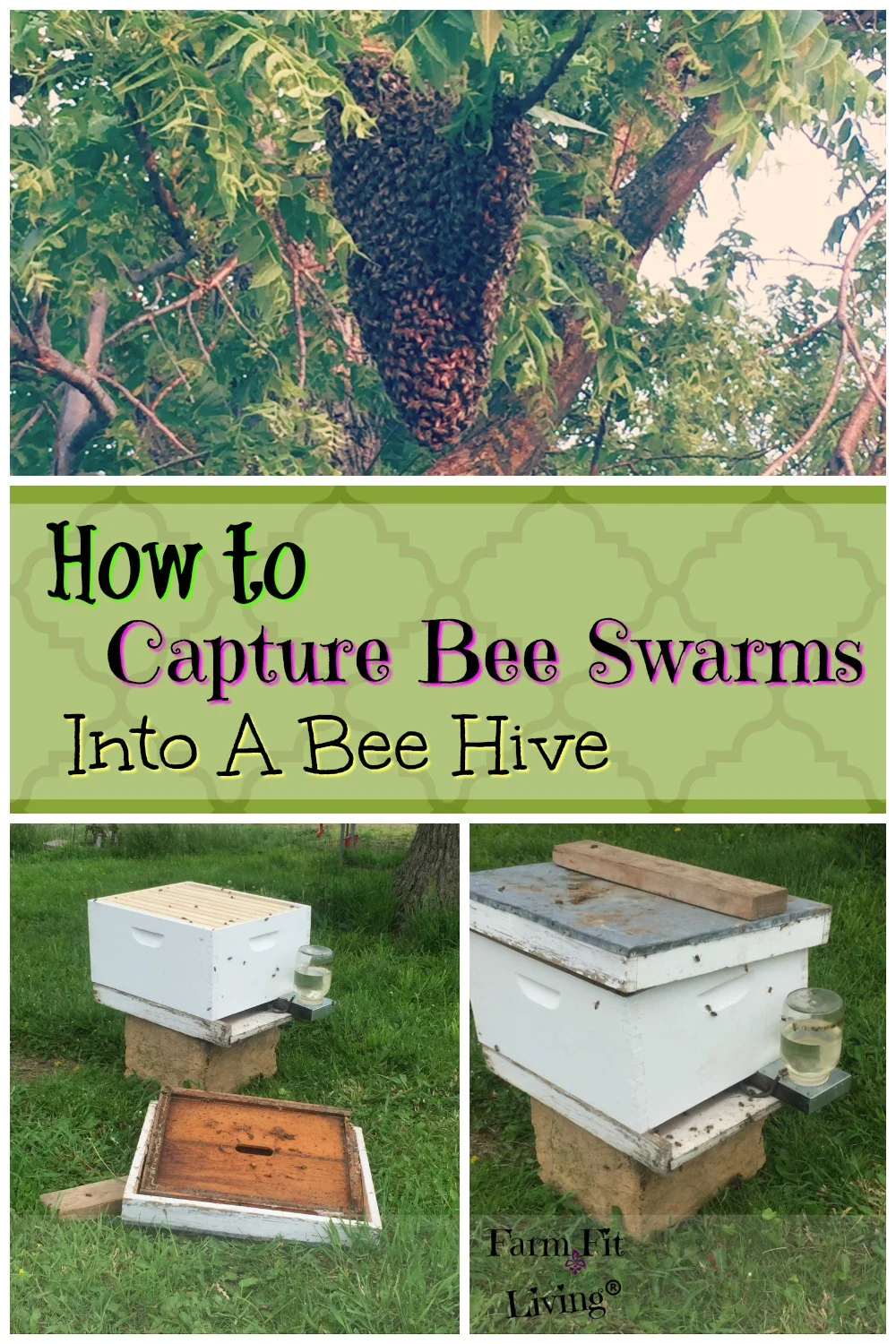 capture bee swarms