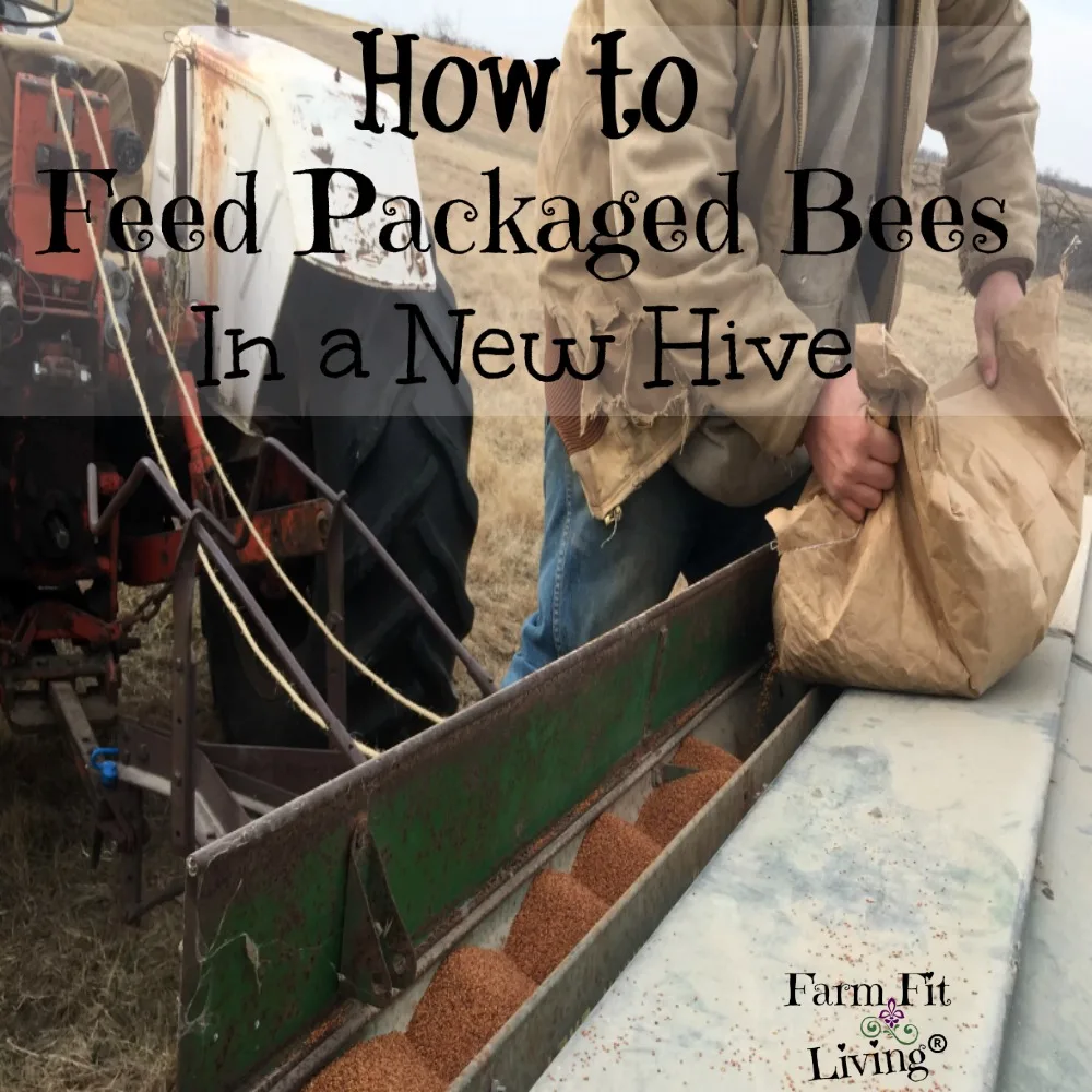 feed packaged bees