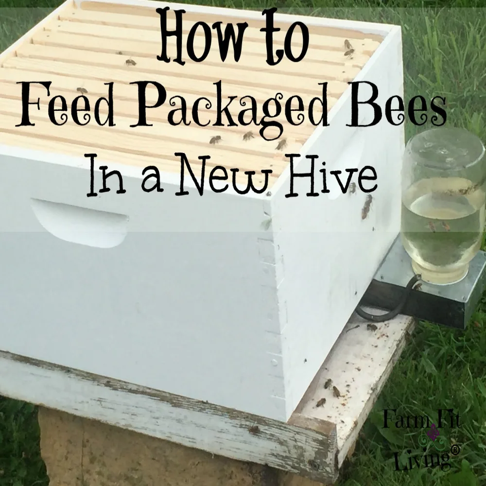feeding packaged bees