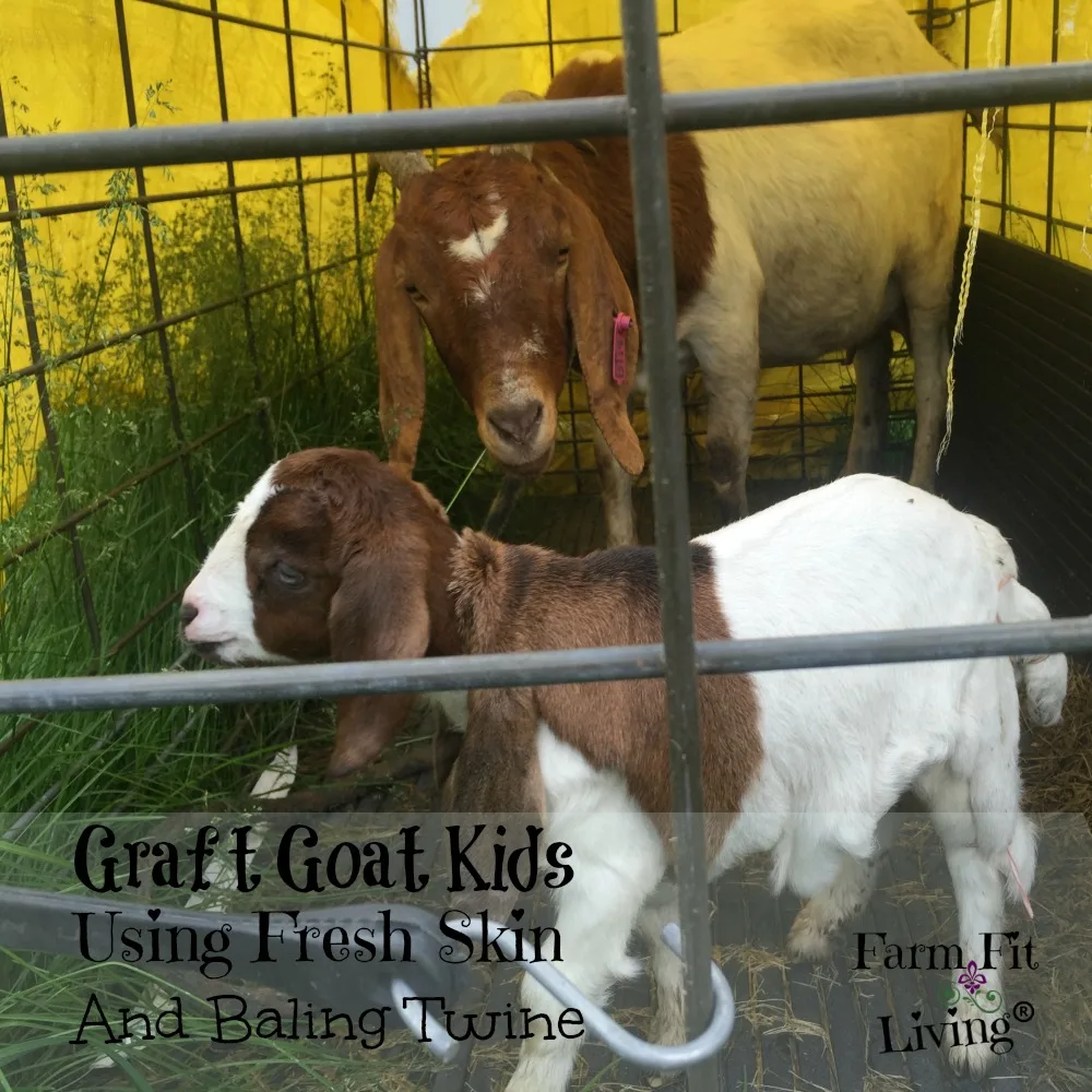 Graft Goat Kids
