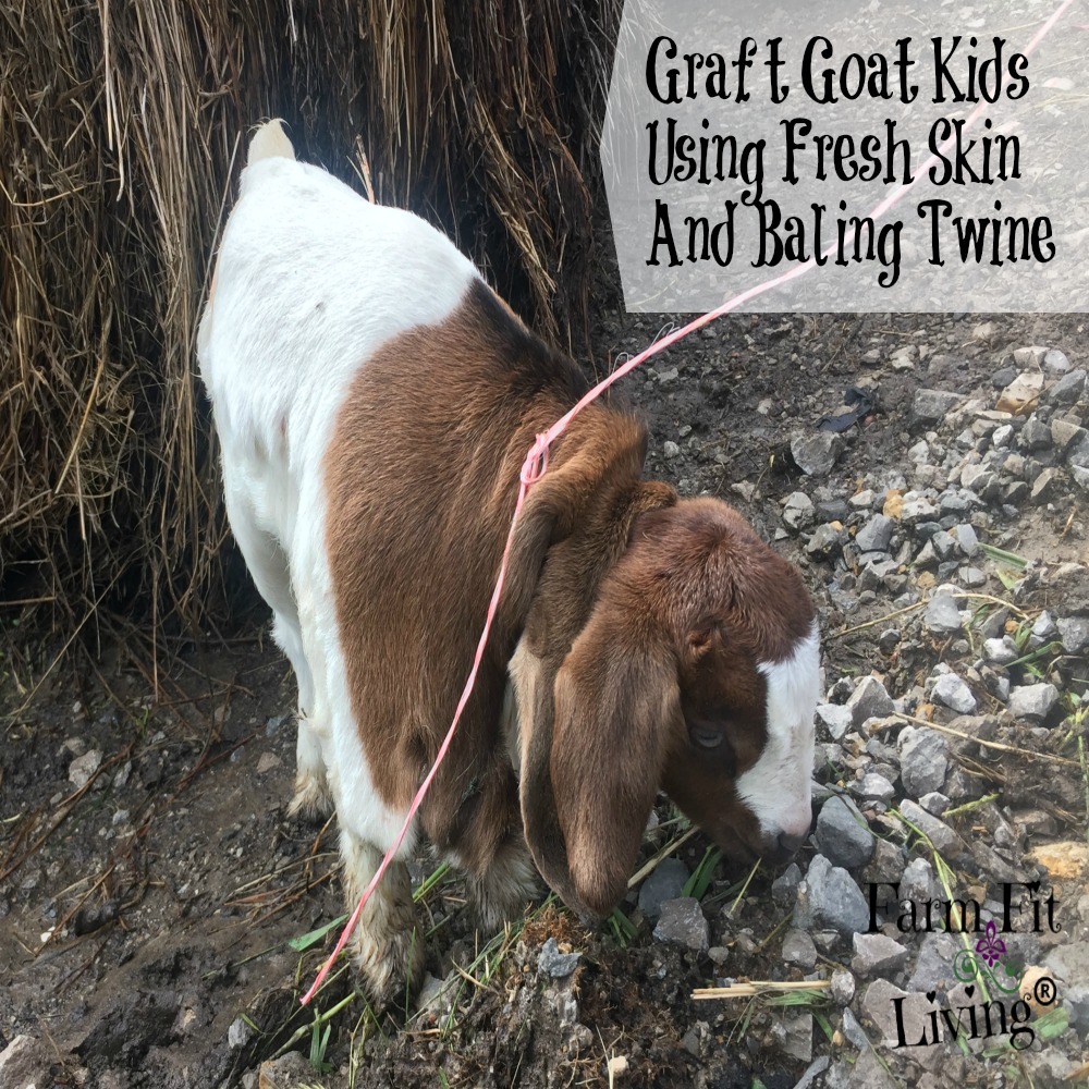 graft goat kids