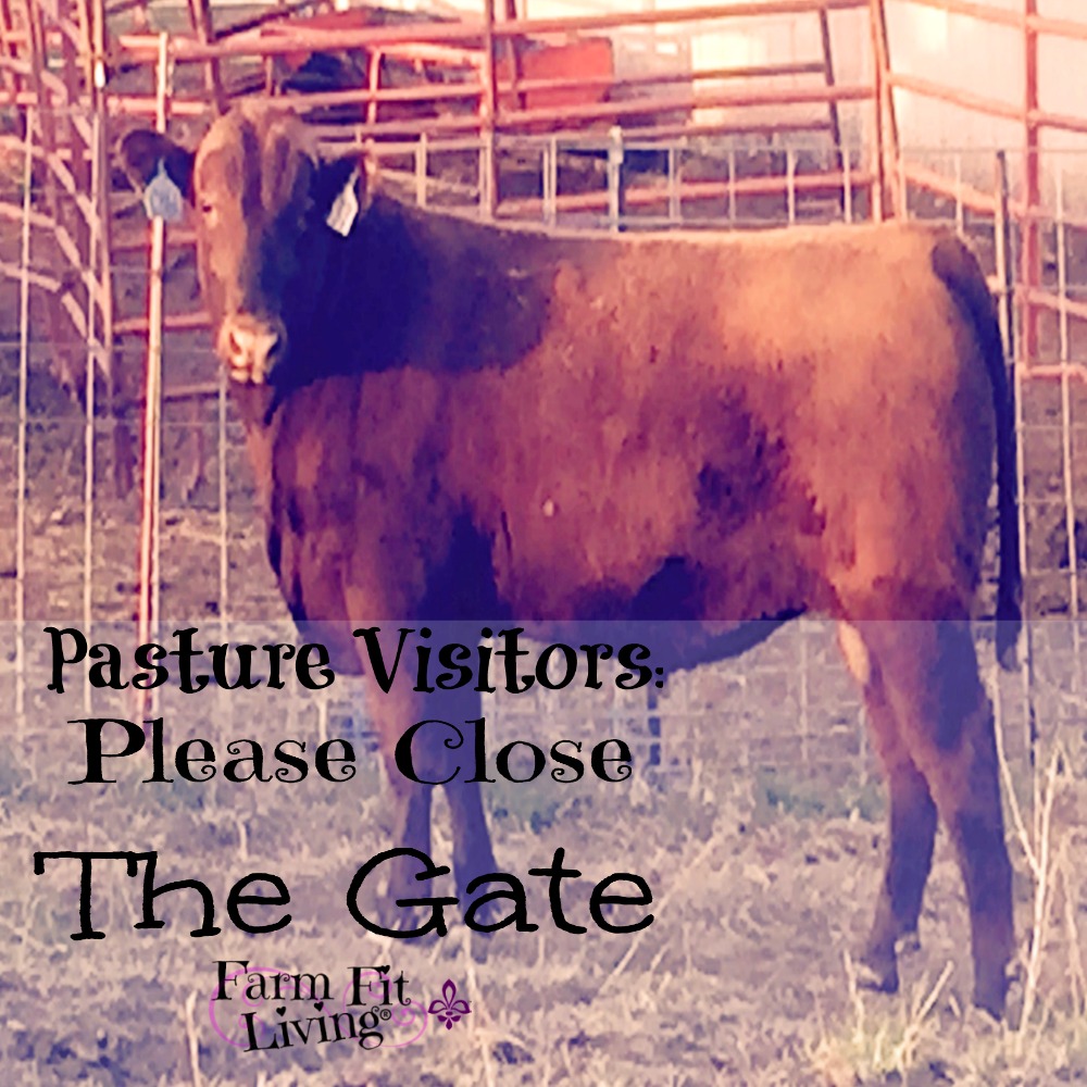 pasture visitors