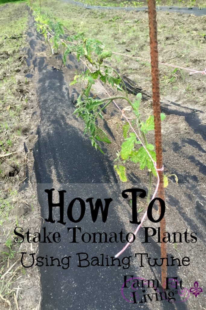 stake young tomato plants using baling twine