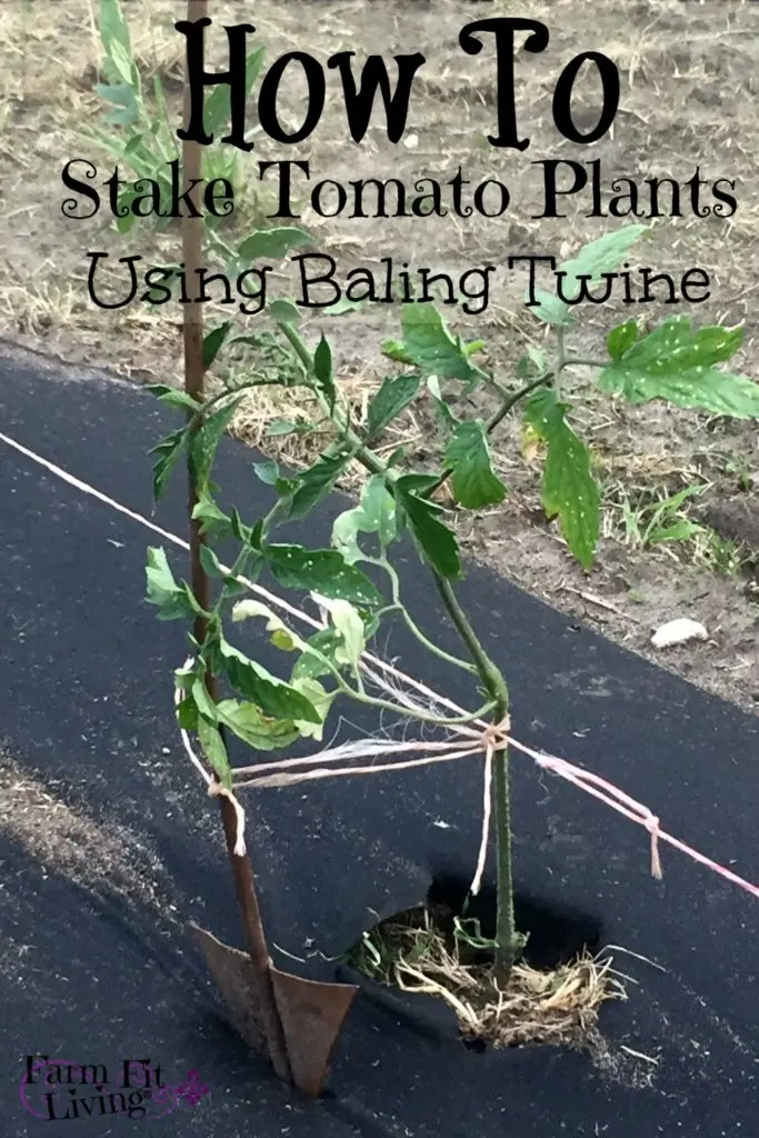 stake young tomato plants