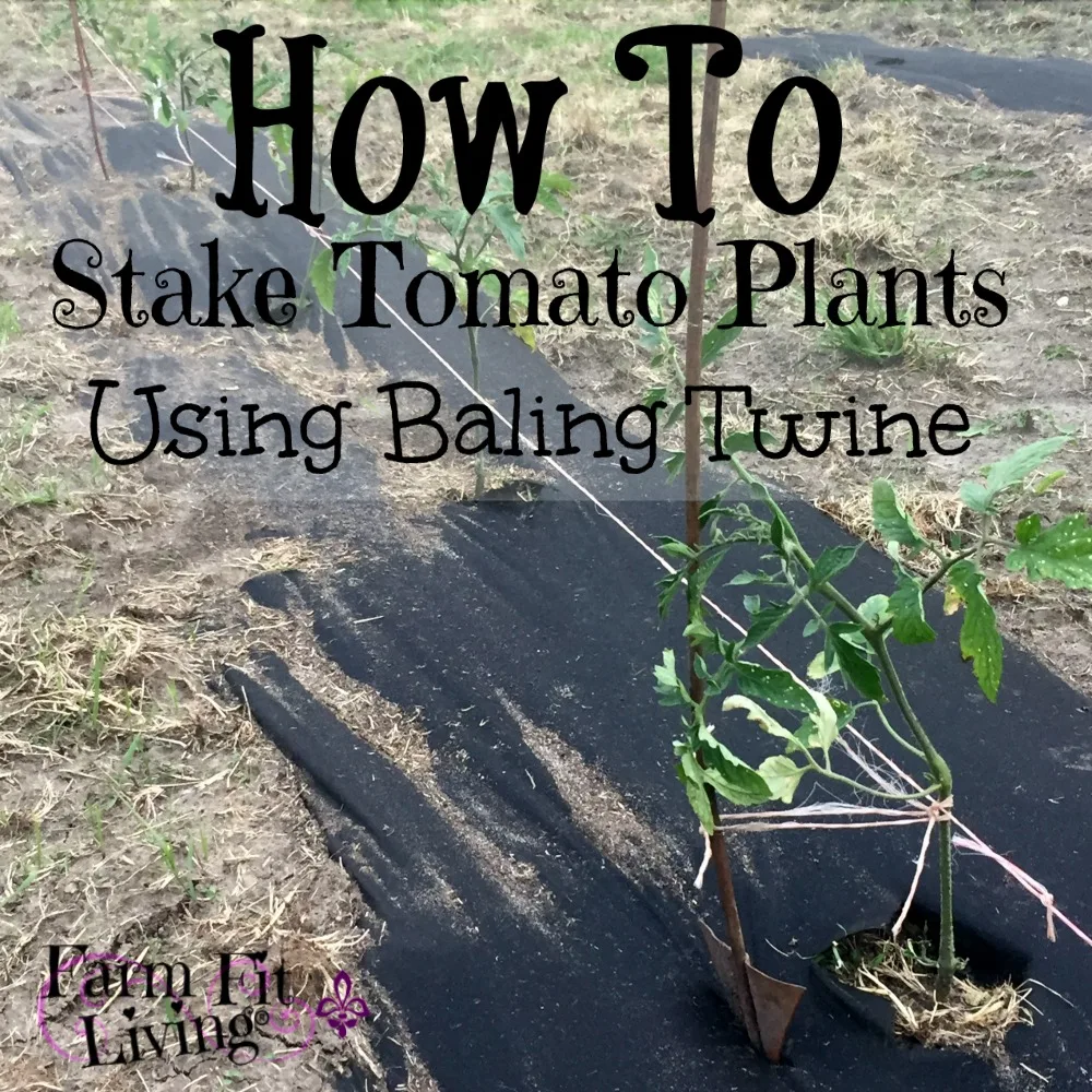 stake young tomato plants using baling twine