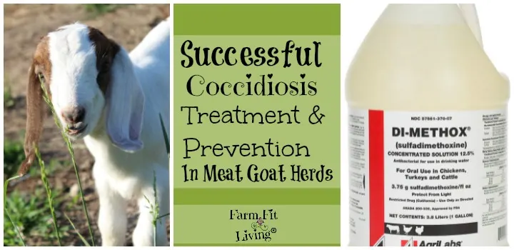 Successful Coccidiosis Treatment