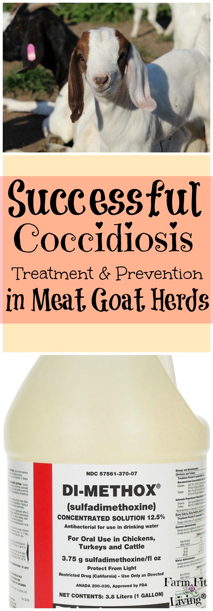 Successful Coccidiosis Treatment