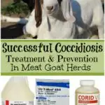 Successful Coccidiosis treatment