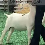 ways showing livestock prepared me for my dream job