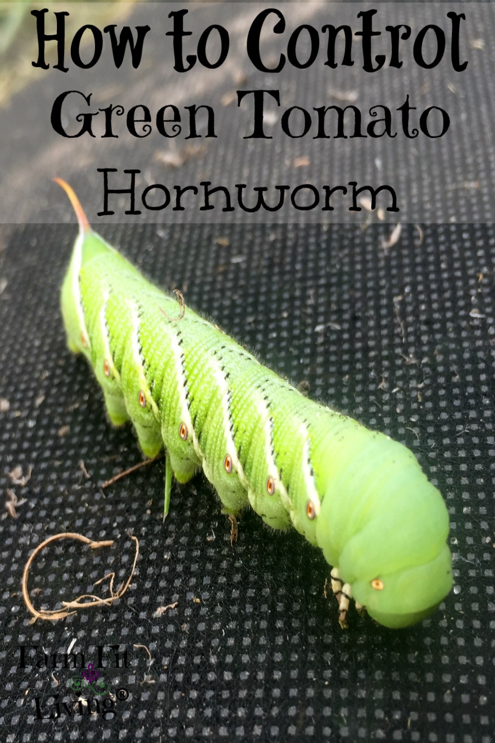 download tomato hornworm control