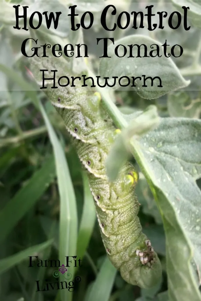 Control Green Tomato Hornworms