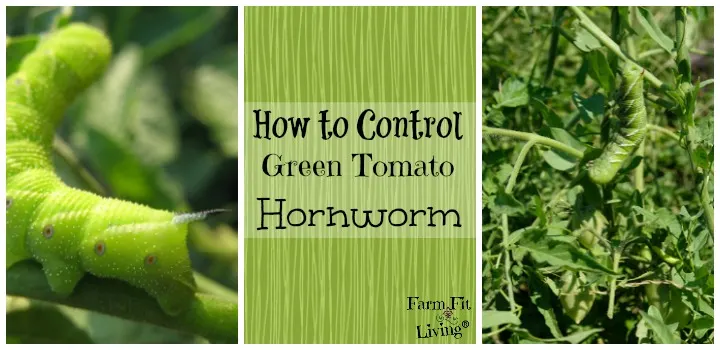 control green tomato hornworm