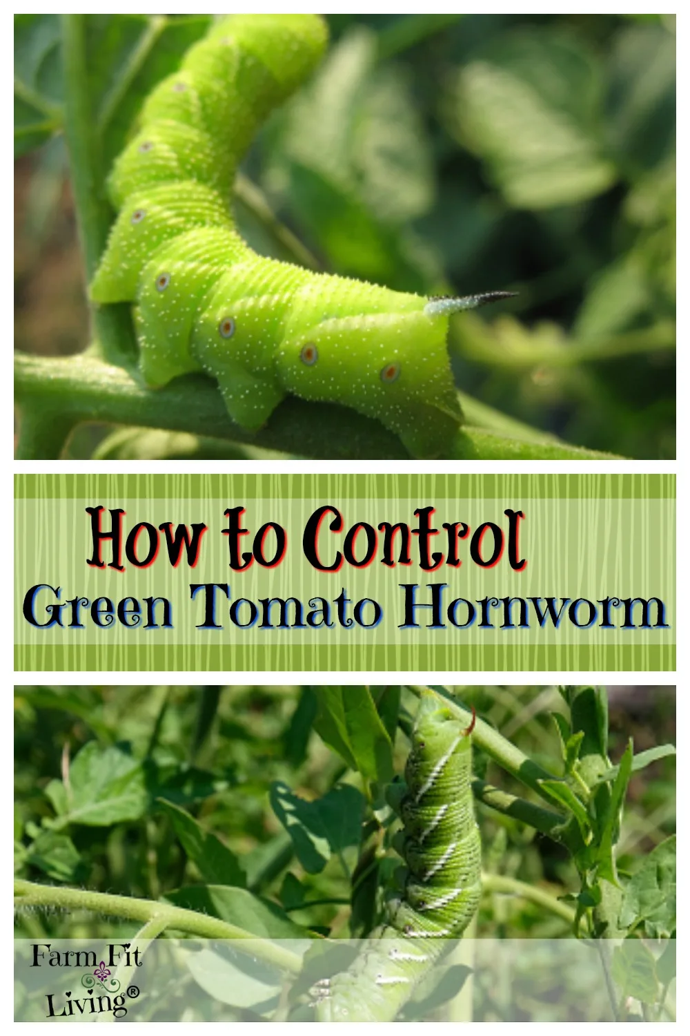 Control Green Tomato Horn Worms