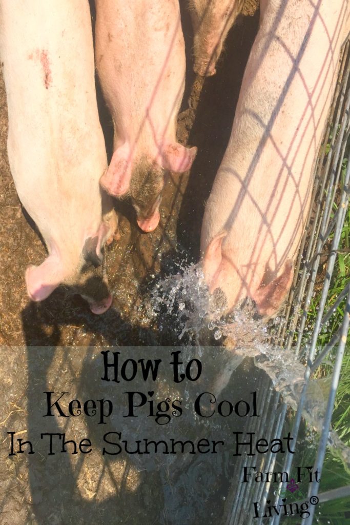 keep pigs cool