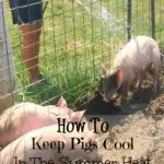 keep pigs cool