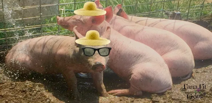 Keep pigs cool