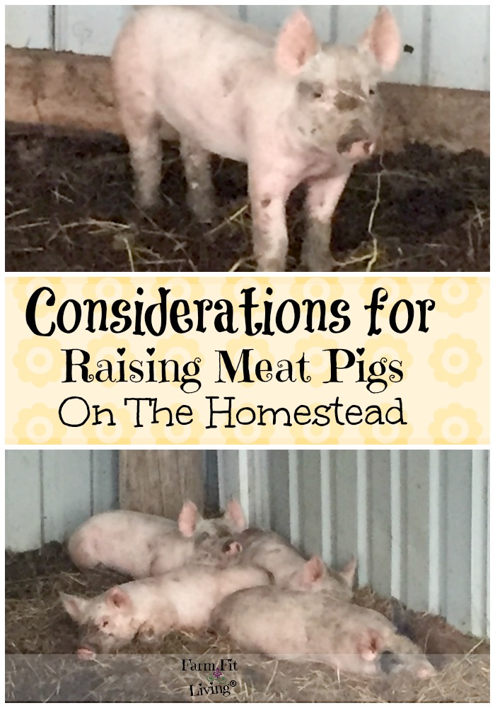 raising meat pigs