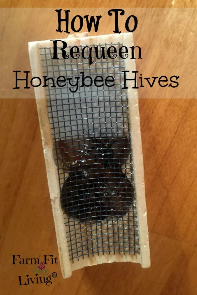 Requeen Queenless Honeybee Hives