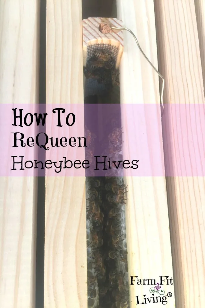 ReQueen Queenless Honeybee Hives