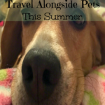 travel alongside pets