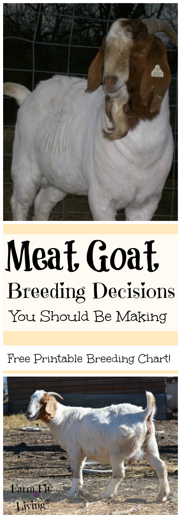 Meat Goat Breeding Decisions
