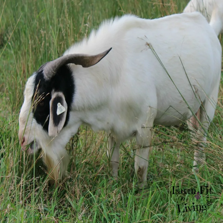 Buy Quality Proven Meat Goat Bucks