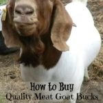 buy quality proven meat goat bucks