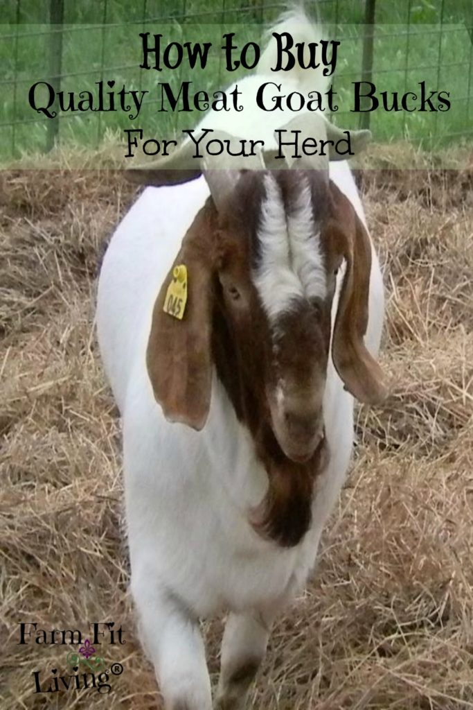 buy quality proven meat goat bucks