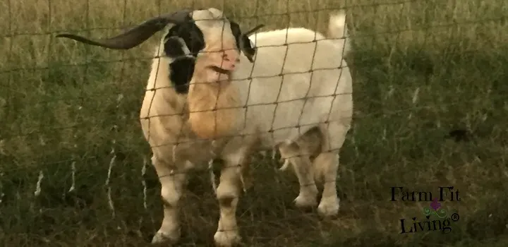 condition breeding meat goat bucks