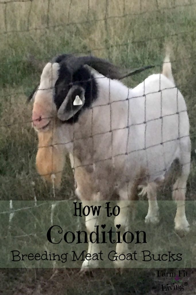 condition breeding meat goat bucks