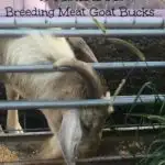 Condition breeding meat goat bucks