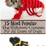 Most Popular Dog Halloween Costumes