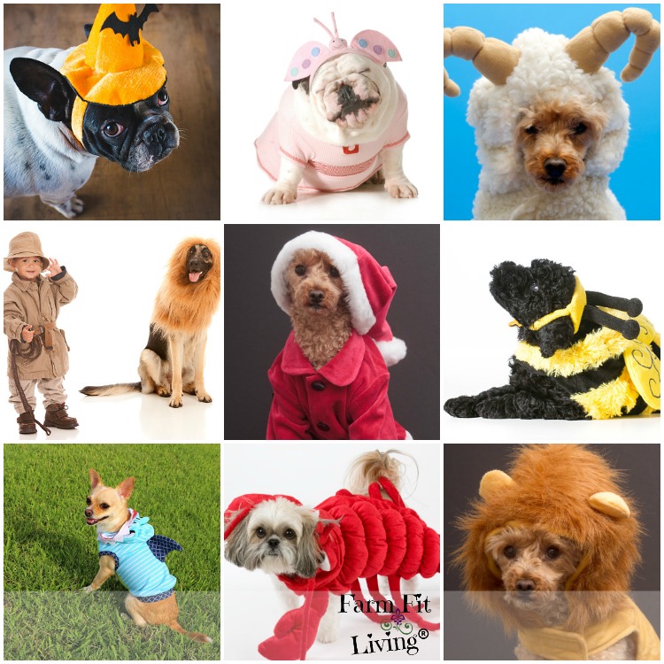 Most Popular Halloween Costumes For Dogs - 15 Most Popular Dog Costumes | Farm Fit Living
