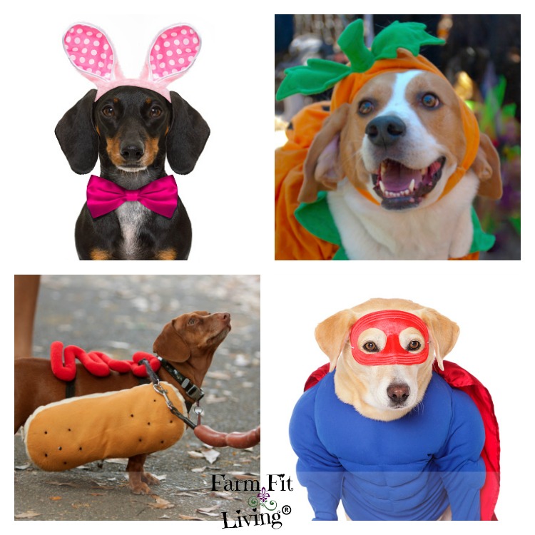 Most Popular Dog Halloween Costumes