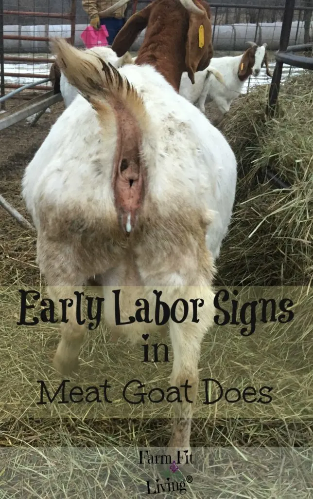 early labor signs