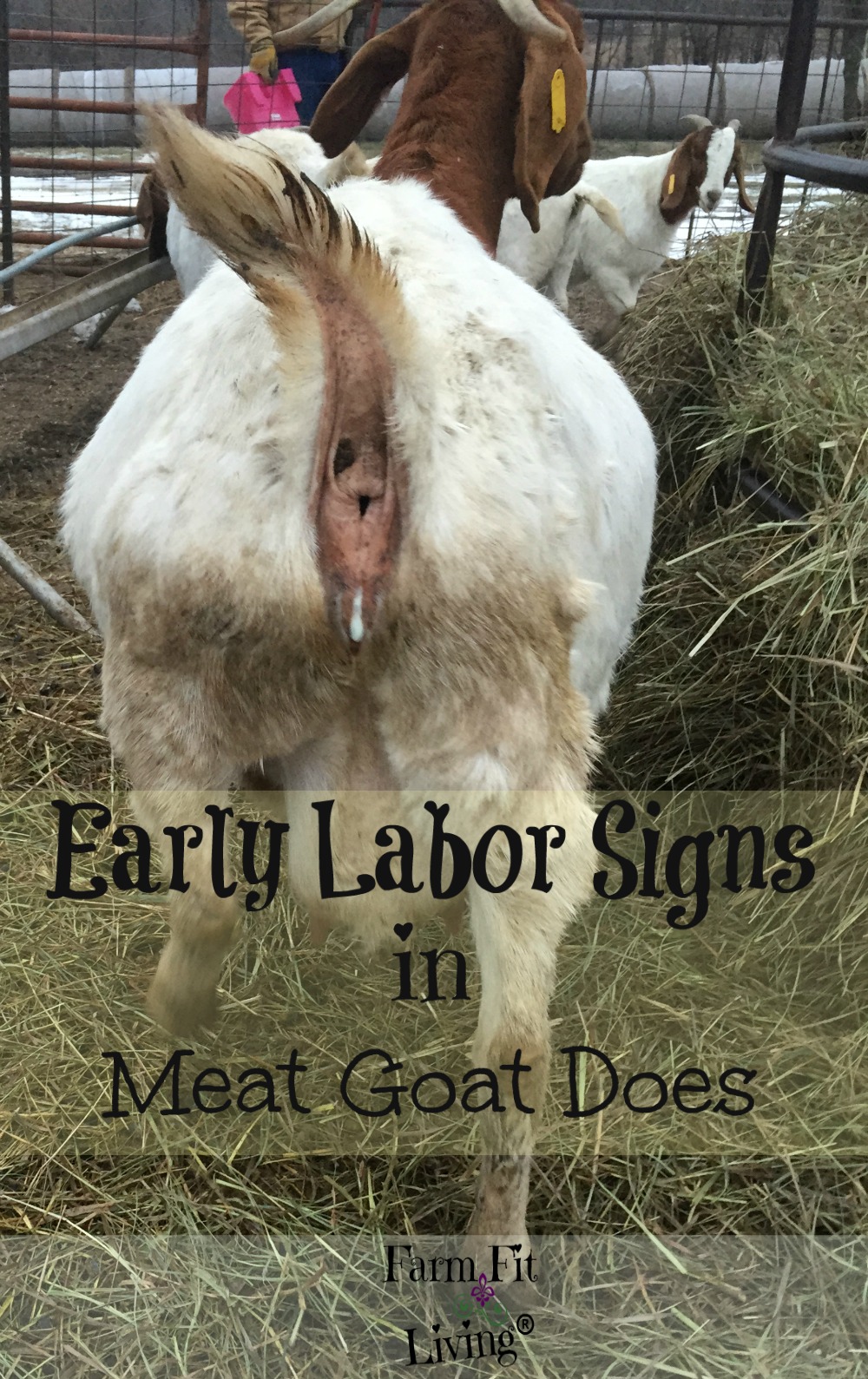 early-labor-signs-in-meat-goat-does-farm-fit-living