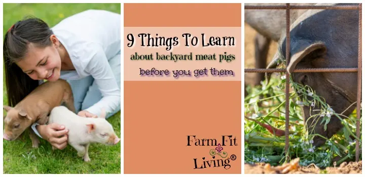 things to learn about backyard pigs