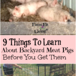 9 things to learn about backyard meat pigs