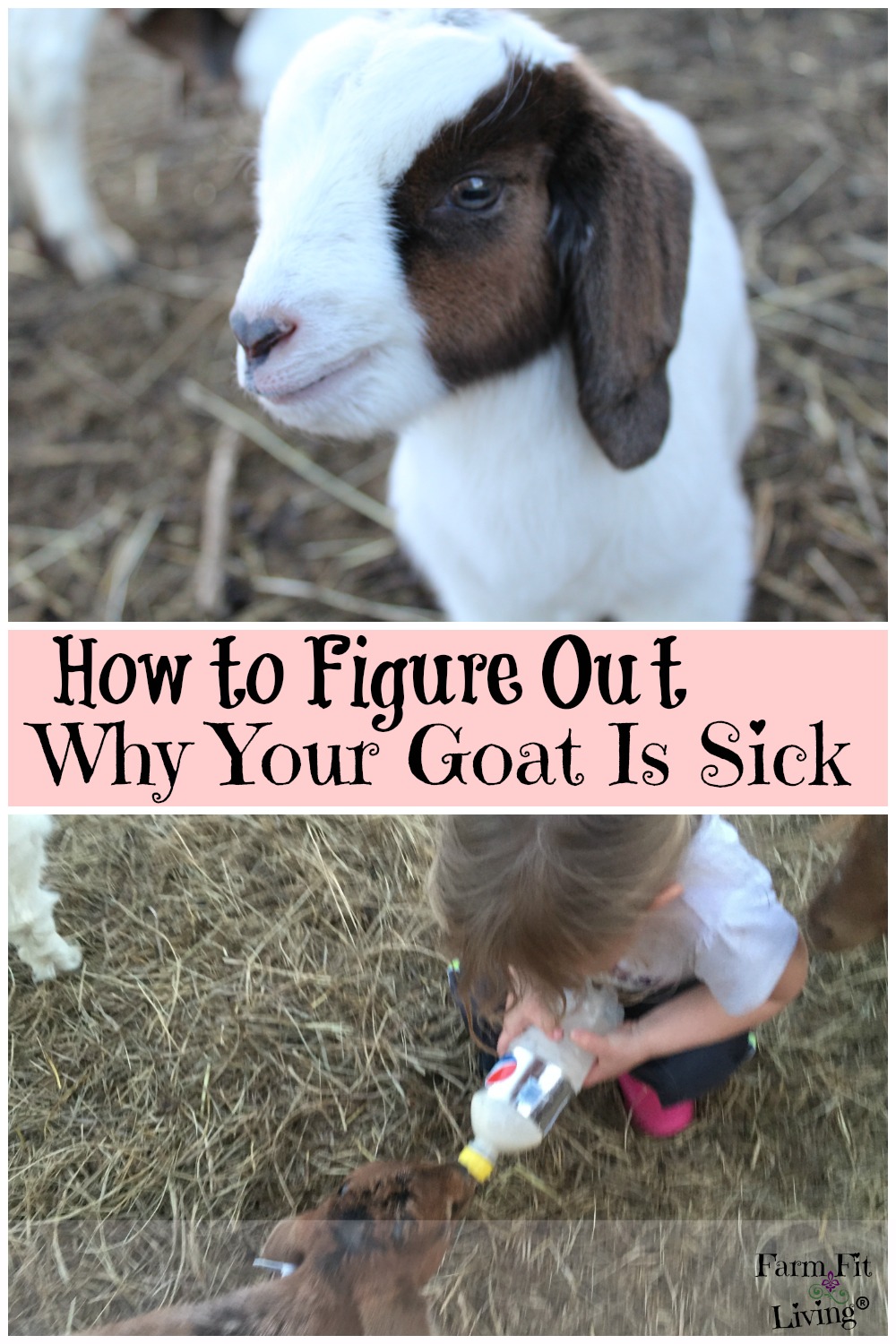 How to Figure Out Why Your Goat Is Sick