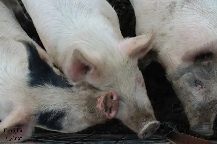 How to Keep Backyard Pigs Healthy During Winter