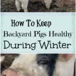 How To Keep Backyard Pigs Healthy During Winter