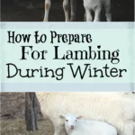 How to Prepare for Lambing