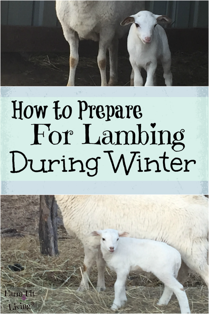 How to Prepare for Lambing During Winter Farm Fit Living