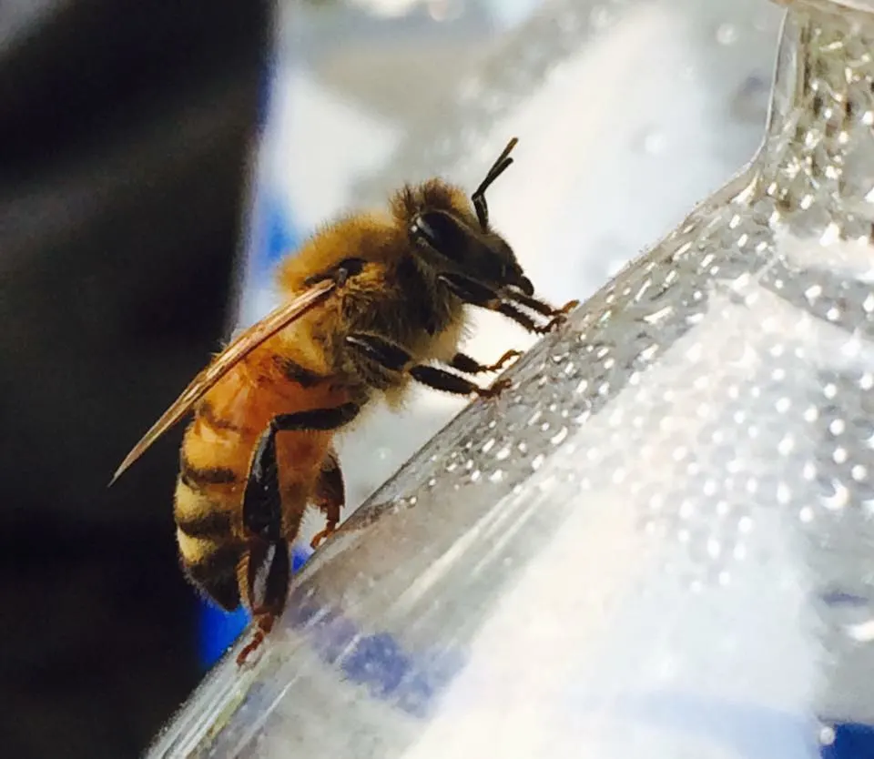 Honey Bee Management Plan