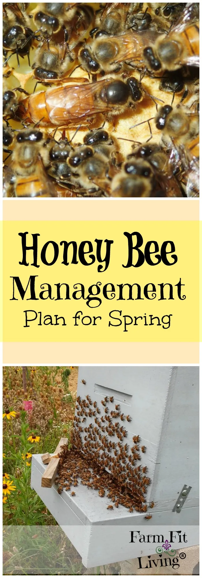 honey bee management plan