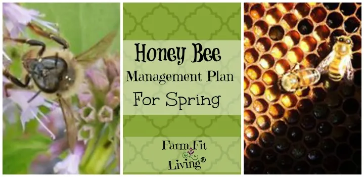 honey bee management