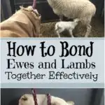 How to Bond Ewes and Lambs Together